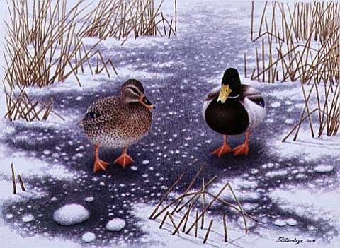 Gräsandpar, akvarell