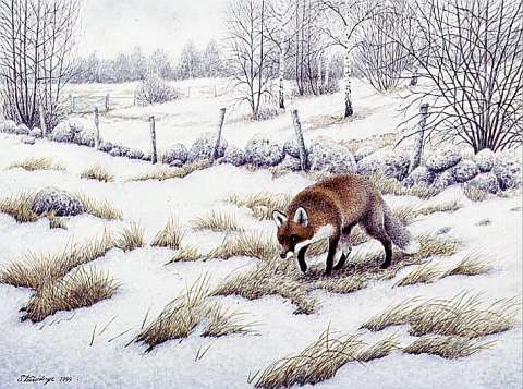 Rödräv, akvarell