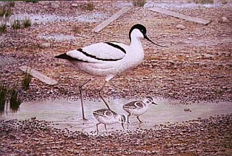 Skärfläcka med ungar, akvarell