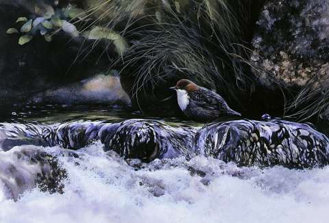 Strömstare, akvarell, 65x45 cm