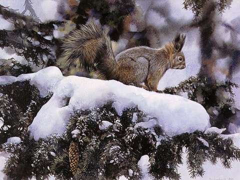 Röd ekorre, akvarell, 68x50 cm