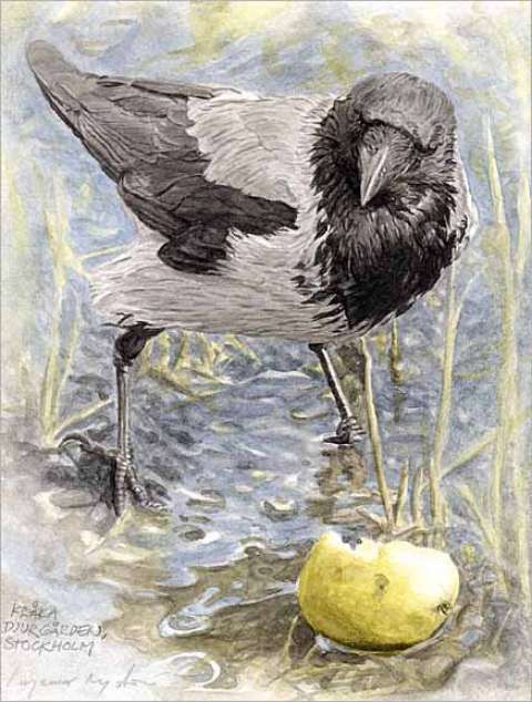 Kr�ka med �pple/Crow with apple
