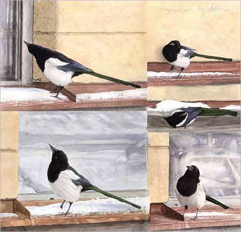 Nyfiken skata/Curious Magpie