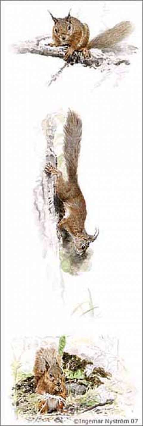 Från gren till mark/From Branch to Ground