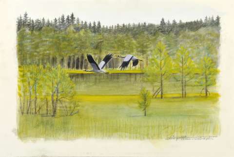 Tranor vid Norrögölen