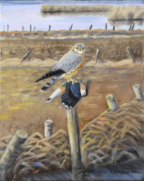 Stenfalk och tofsvipa