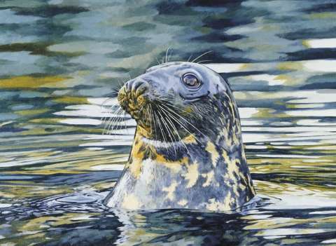 Gråsälshona, olja, 70x58 cm