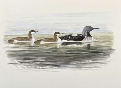 Storlommar i Salstern