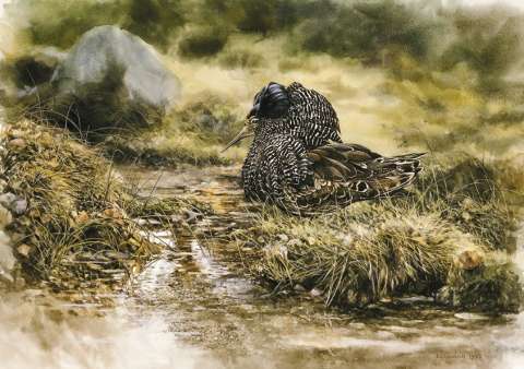 Brushane, akvarell, 65x45 cm