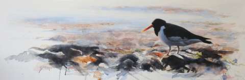 Bland tång och stenar