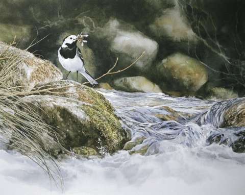 Sädesärla, akvarell, 65x45 cm