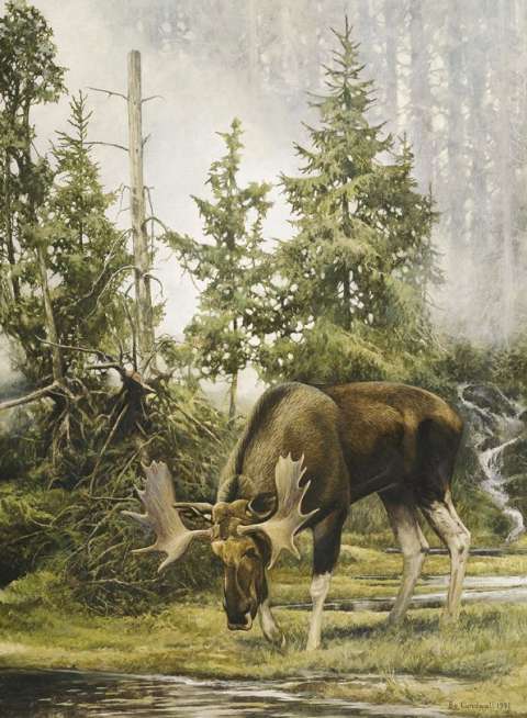 �lgtjur, olja, 100x70 cm