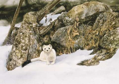 Hermelin, akvarell, 70x50 cm