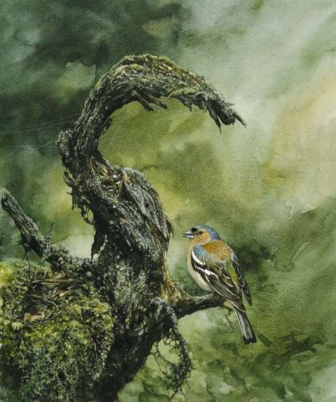 Bofink, akvarell, 50x30 cm