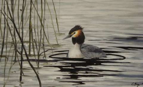 Skäggdopping -2009, 40x30