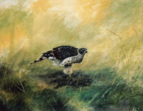 Duvhök med byte -2006