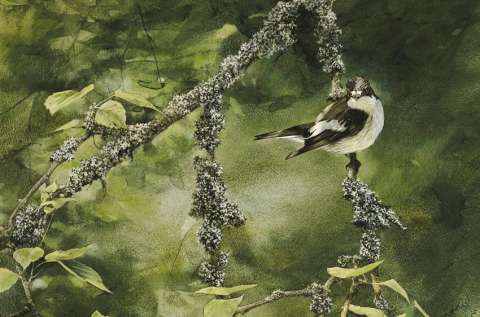 Sv.vit flugsnappare, akvarell, 65x48