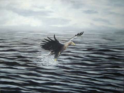 Havsörn med byte -2009, 80x60