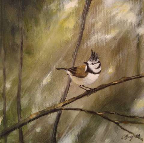 Tofsmes -2011, 20x20