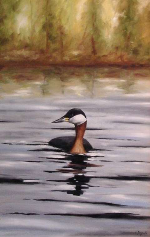 Gråhakedopping -2006