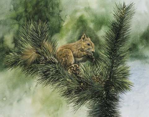 R�d ekorre, akvarell, 65x55 cm