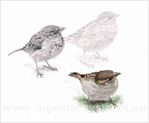 Nyfikna (Gr�sparv)/Curious (House Sparrow)