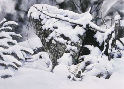 Skogshare, akvarell, 65x45 cm