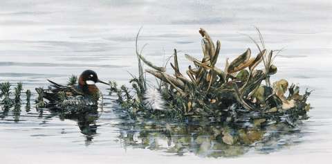 Smalnäbbad simsnäppa, akvarell, 55x30 cm