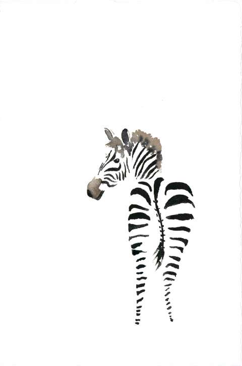 zebra