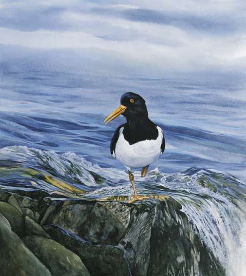 Strandskata, akvarell, 65x55 cm