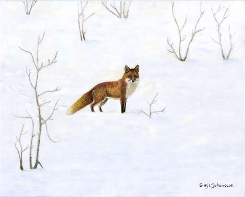 Räv i vinterlandskap