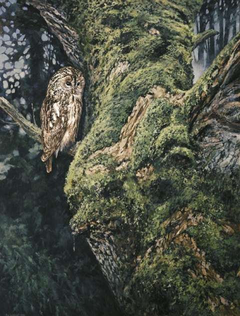 Kattuggla, olja, 140x100 cm