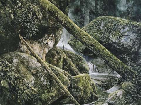 Varg i urskog, akvarell, 60x45 cm