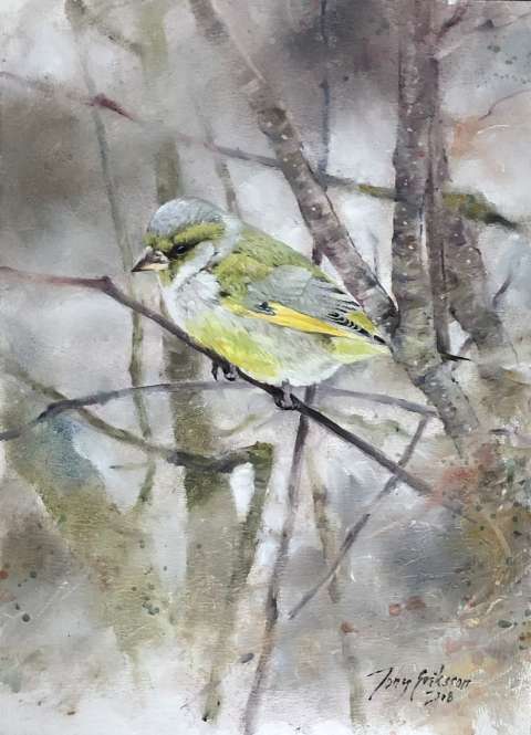 Grönfink/Greenfinch