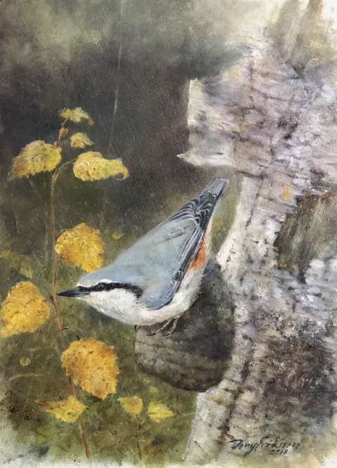 Nötväcka/Nauthatch