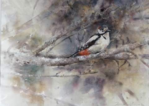 Större hackspett hane