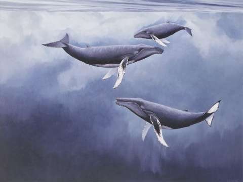 Kn�lvalar, olja, 130x95 cm