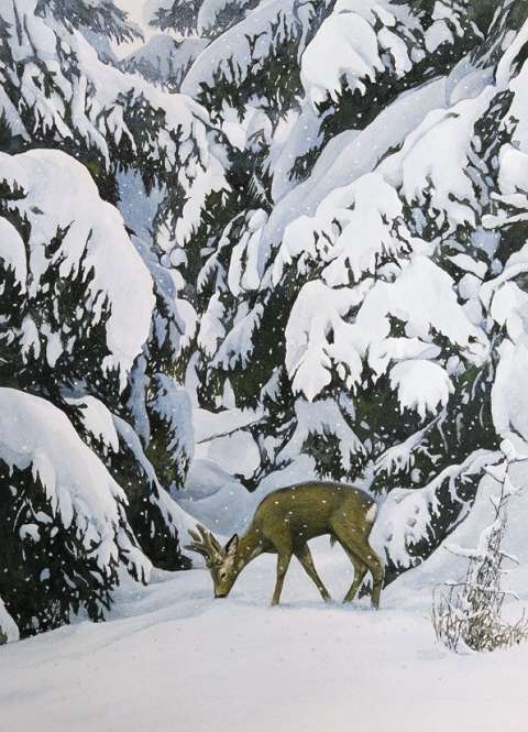 Sn�fall, akvarell, 65x45 cm