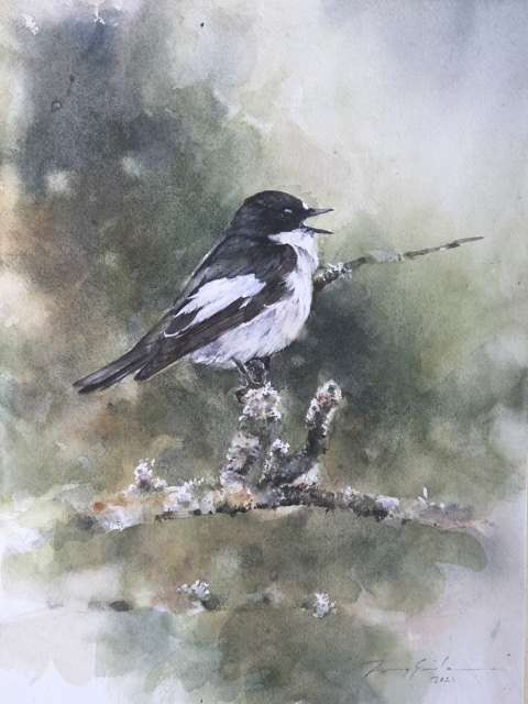 Svartvit flugsnappare 