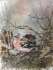 Bofink/ chaffinch