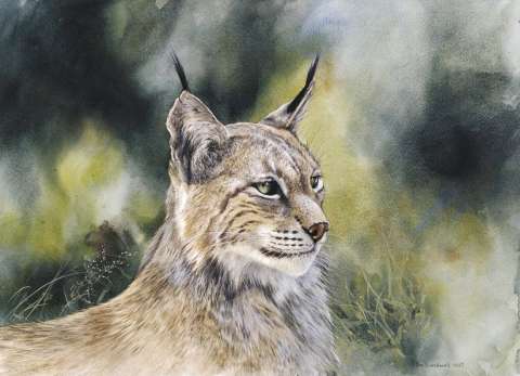 Lodjursportr�tt, akvarell, 70x58 cm